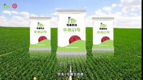 华美1号的那些独门绝技 ,华美1号 ,玉米籽粒粒收